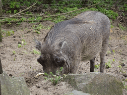 Common Warthog at the Safaripark Beekse Bergen