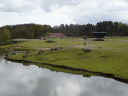 Rothschild`s Giraffes, Grévy`s Zebras and cars doing the Autosafari at the Safaripark Beekse Bergen