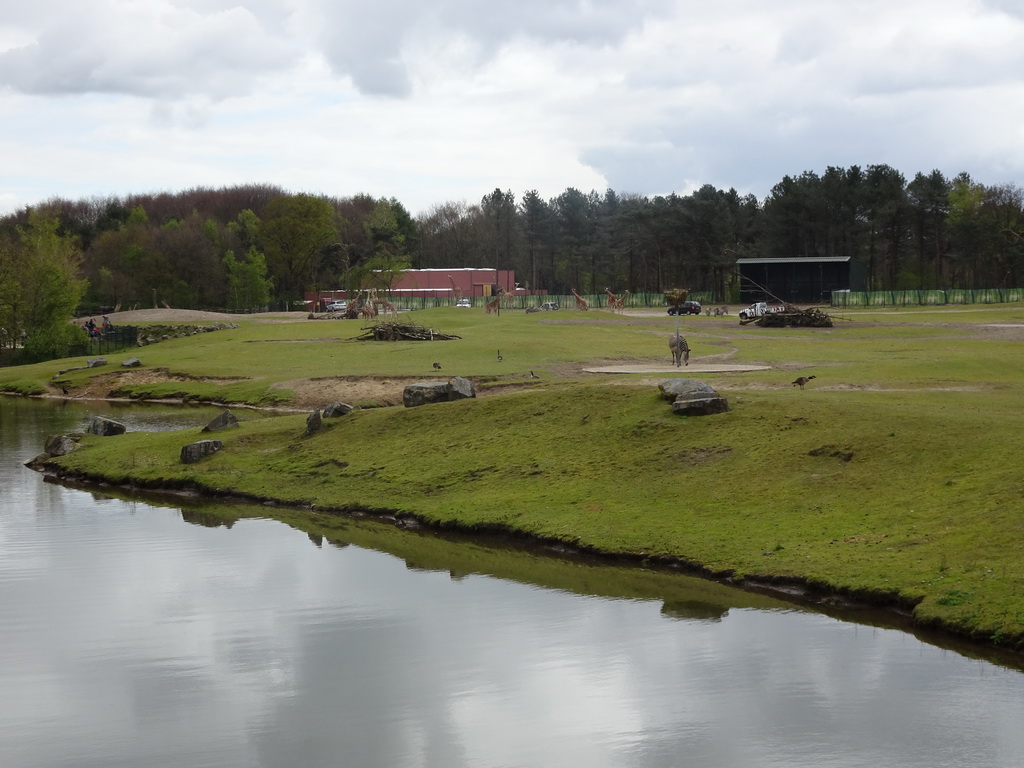 Rothschild`s Giraffes, Grévy`s Zebras and cars doing the Autosafari at the Safaripark Beekse Bergen