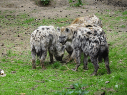 Spotted Hyenas at the Safaripark Beekse Bergen