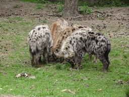 Spotted Hyenas at the Safaripark Beekse Bergen