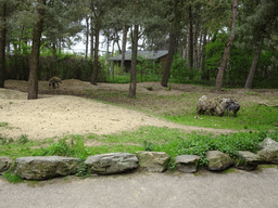 Spotted Hyenas at the Safaripark Beekse Bergen