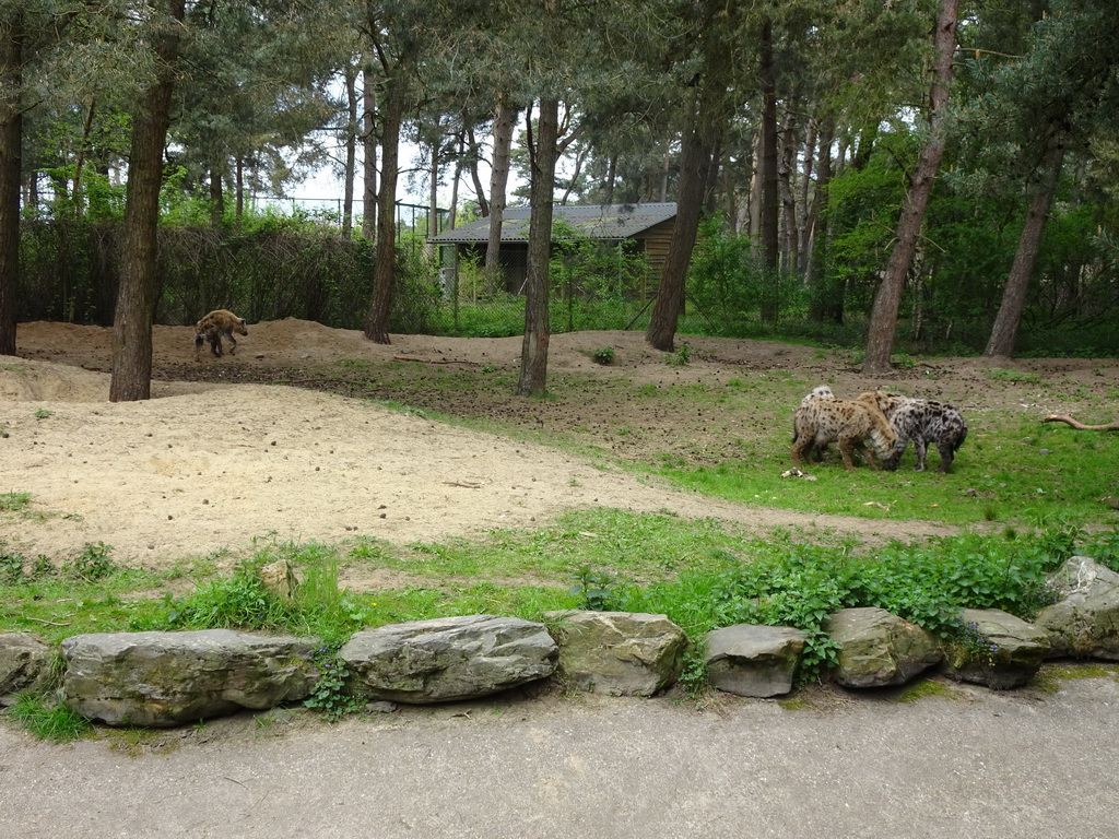 Spotted Hyenas at the Safaripark Beekse Bergen