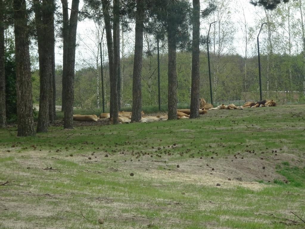 Lions at the Safaripark Beekse Bergen