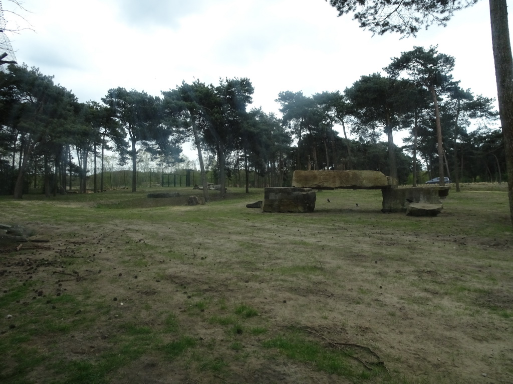 Lions and a car doing the Autosafari at the Safaripark Beekse Bergen