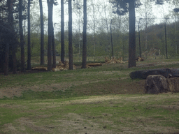 Lions at the Safaripark Beekse Bergen