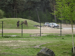 Camels and jeeps doing the Jeepsafari at the Safaripark Beekse Bergen