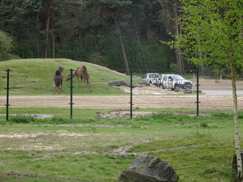 Camels and jeeps doing the Jeepsafari at the Safaripark Beekse Bergen