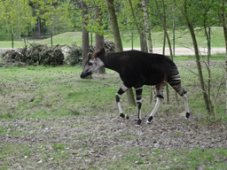 Okapi at the Safaripark Beekse Bergen