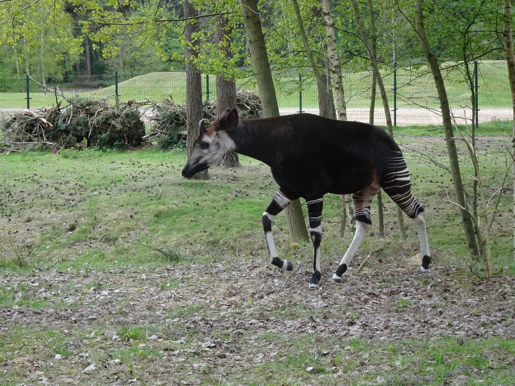 Okapi at the Safaripark Beekse Bergen