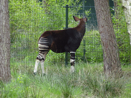 Okapi at the Safaripark Beekse Bergen