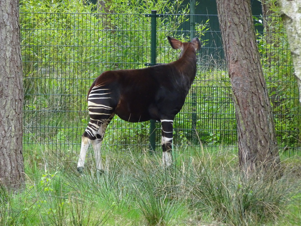 Okapi at the Safaripark Beekse Bergen