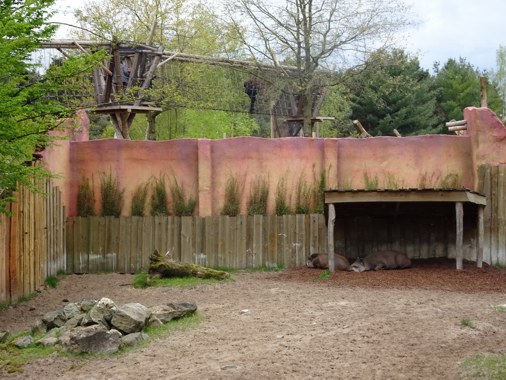 South American Tapirs at the Safaripark Beekse Bergen