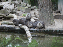 Otters at the Safaripark Beekse Bergen