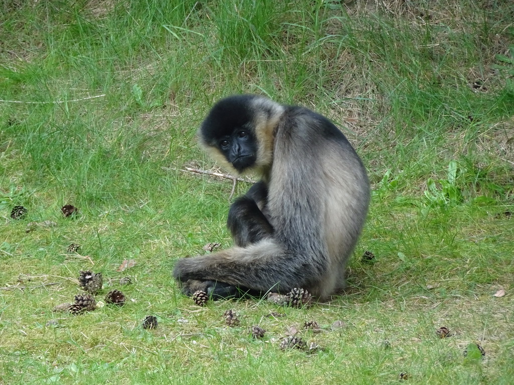 Northern White-cheeked Gibbon at the Safaripark Beekse Bergen