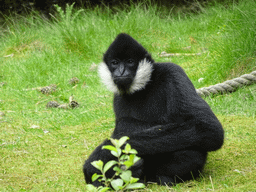 Northern White-cheeked Gibbon at the Safaripark Beekse Bergen