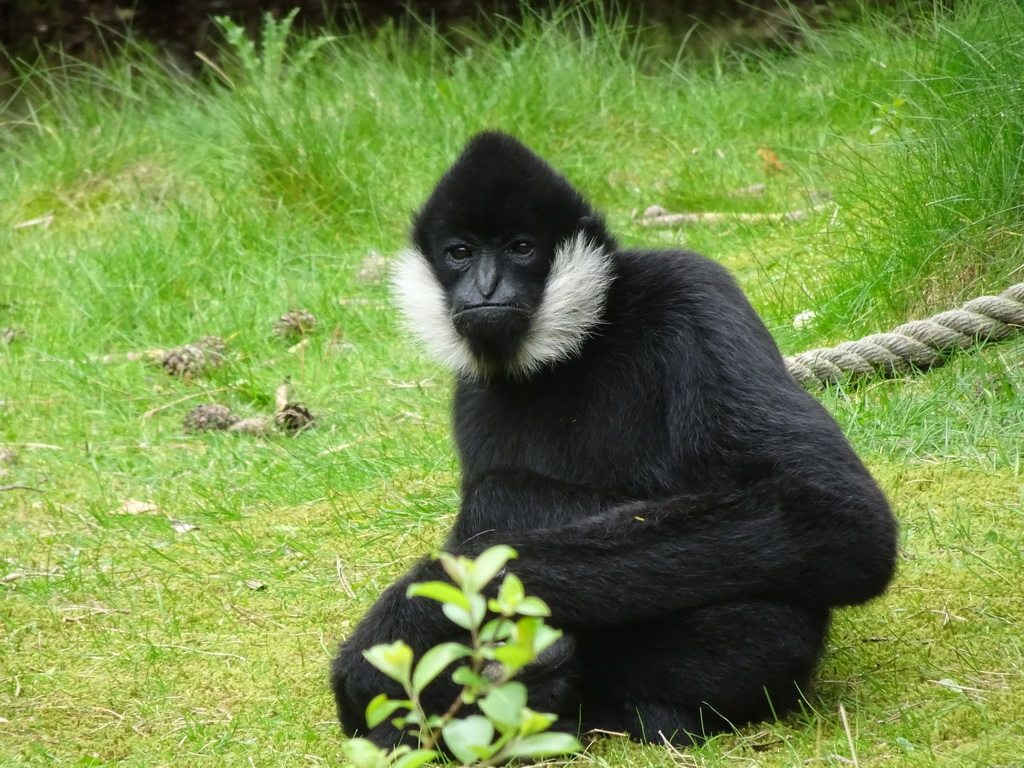 Northern White-cheeked Gibbon at the Safaripark Beekse Bergen