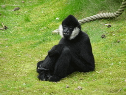 Northern White-cheeked Gibbon at the Safaripark Beekse Bergen