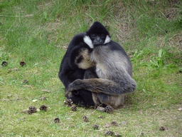 Northern White-cheeked Gibbons at the Safaripark Beekse Bergen