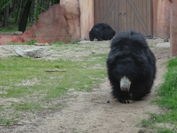 Sloth Bears at the Safaripark Beekse Bergen