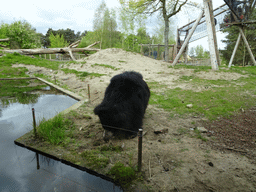 Sloth Bear at the Safaripark Beekse Bergen