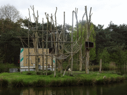 Northern White-cheeked Gibbons at the Safaripark Beekse Bergen