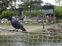 Crow at the terrace of the Kongo restaurant at the Safaripark Beekse Bergen