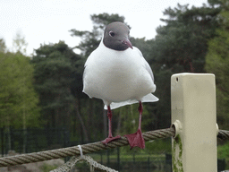 Seagull at the terrace of the Kongo restaurant at the Safaripark Beekse Bergen