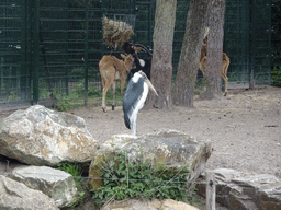 Marabou Stork and Antelopes at the Safaripark Beekse Bergen