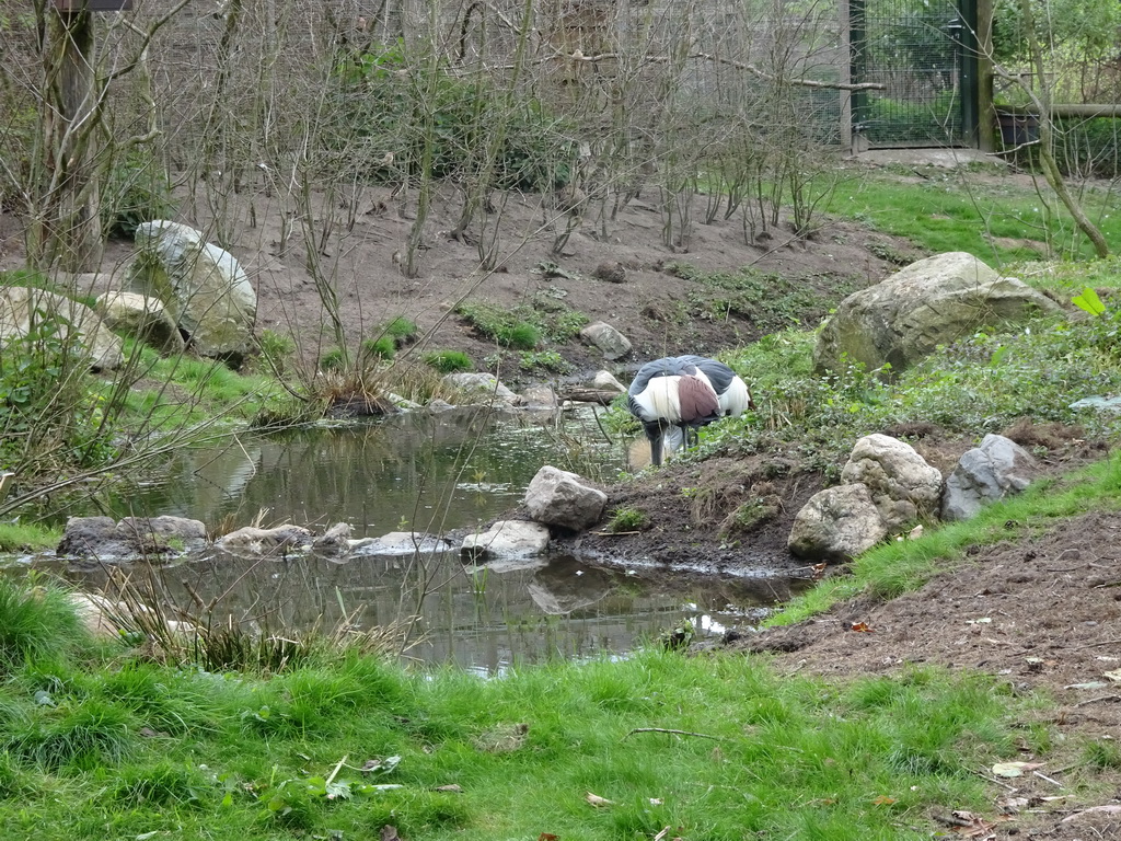 Black Crowned Crane at the Safaripark Beekse Bergen