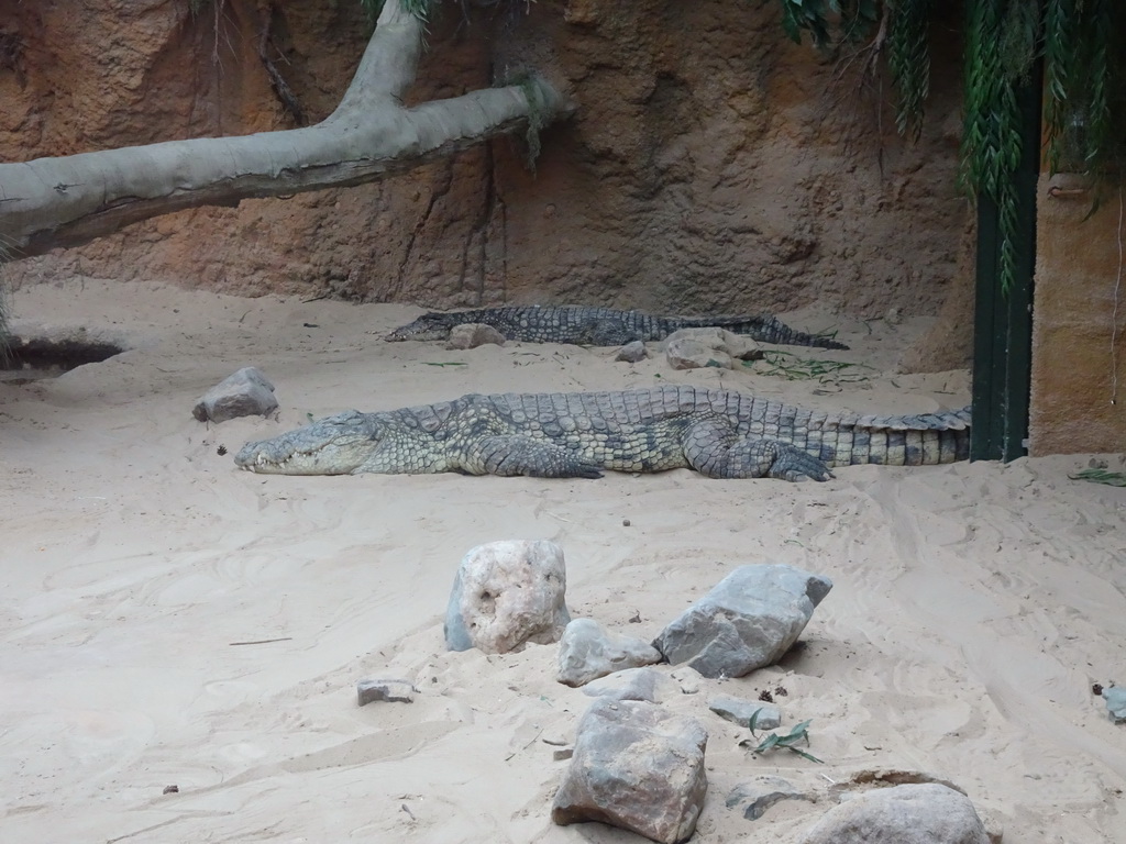 Nile Crocodiles at the Hippopotamus and Crocodile enclosure at the Safaripark Beekse Bergen