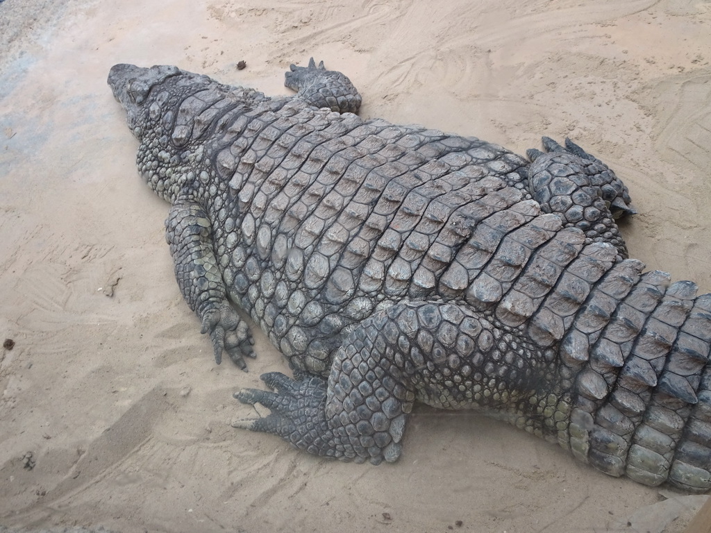 Nile Crocodile at the Hippopotamus and Crocodile enclosure at the Safaripark Beekse Bergen