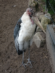 Marabou Stork at the Safaripark Beekse Bergen