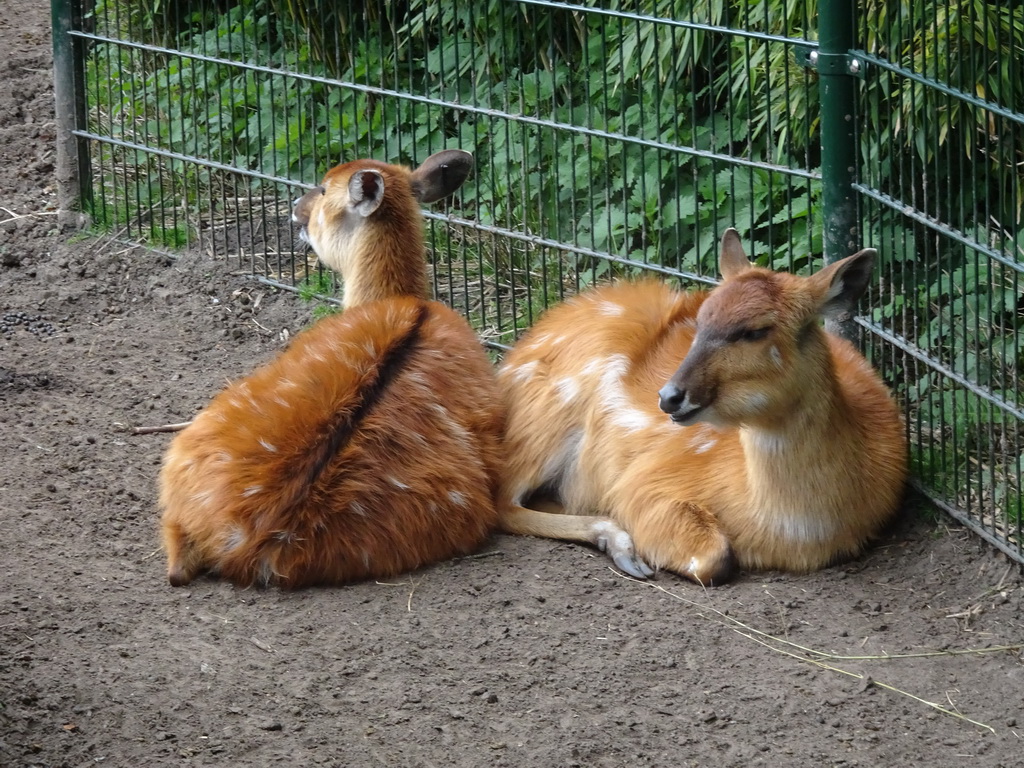 Sitatungas at the Safaripark Beekse Bergen