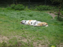 Siberian Tiger at the Safaripark Beekse Bergen