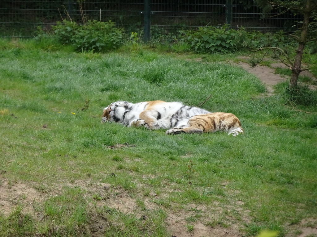 Siberian Tiger at the Safaripark Beekse Bergen