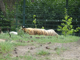 Siberian Tiger at the Safaripark Beekse Bergen