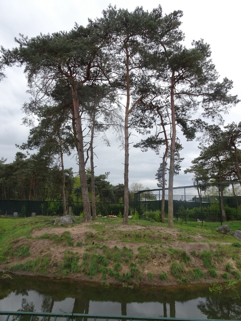 Siberian Tiger at the Safaripark Beekse Bergen