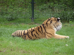 Siberian Tiger at the Safaripark Beekse Bergen