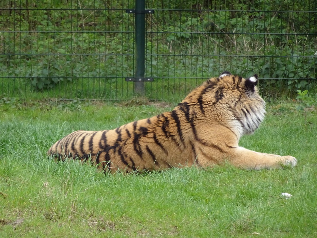 Siberian Tiger at the Safaripark Beekse Bergen