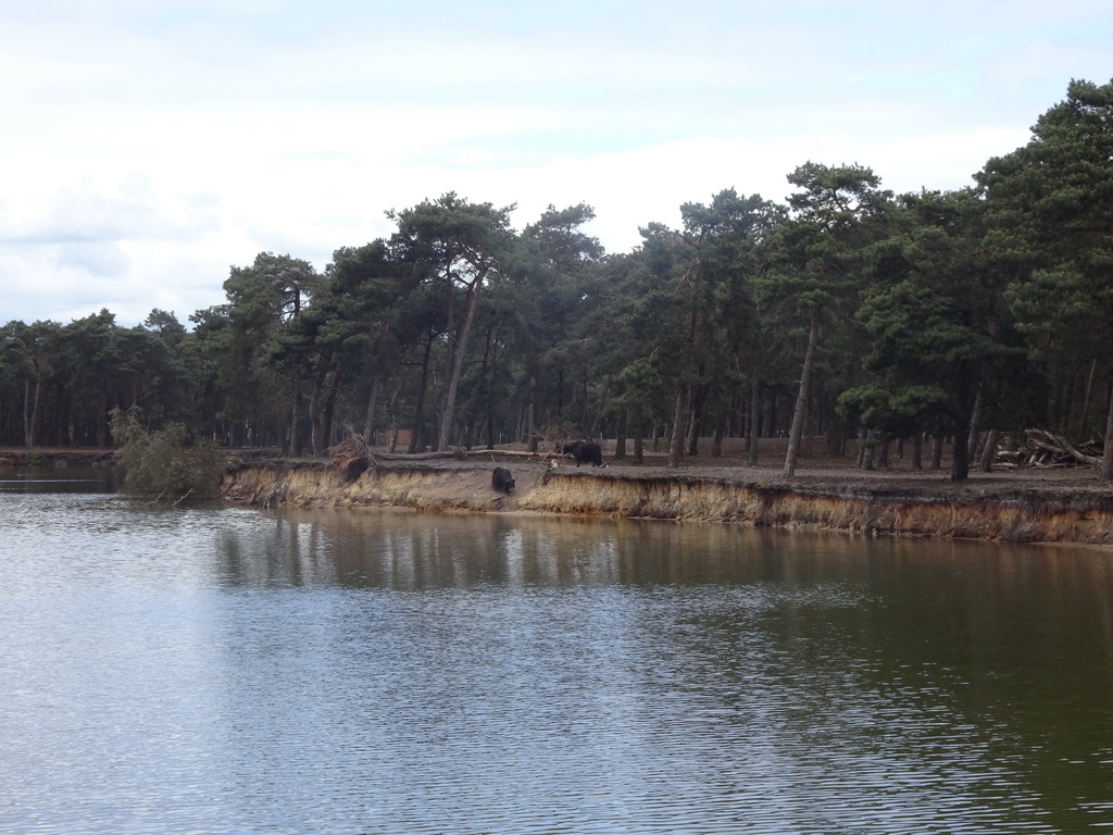 Yaks at the Safaripark Beekse Bergen