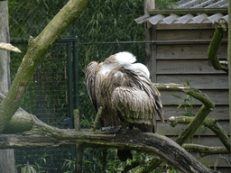 White-headed Vulture at the Safaripark Beekse Bergen