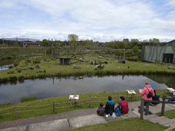 Chimpanzees at the Safaripark Beekse Bergen