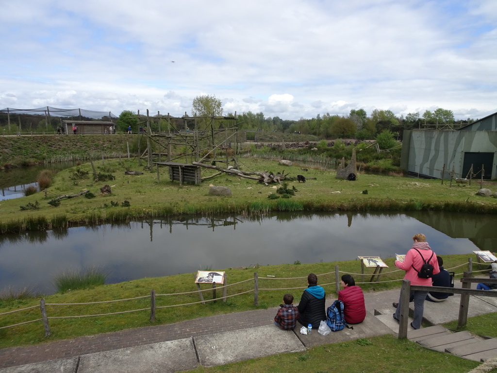 Chimpanzees at the Safaripark Beekse Bergen