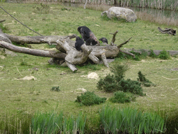 Chimpanzees at the Safaripark Beekse Bergen