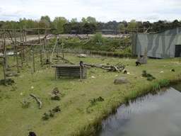 Chimpanzees at the Safaripark Beekse Bergen