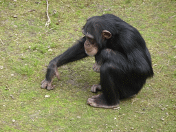 Chimpanzee at the Safaripark Beekse Bergen