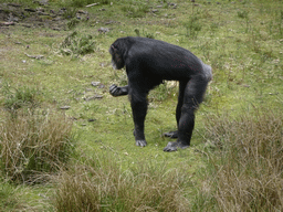 Chimpanzee at the Safaripark Beekse Bergen