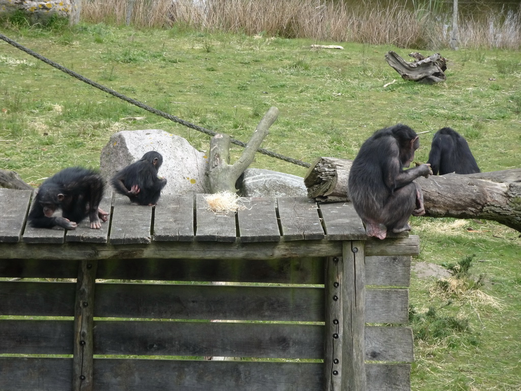 Chimpanzees at the Safaripark Beekse Bergen