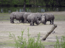 Square-lipped Rhinoceroses at the Safaripark Beekse Bergen